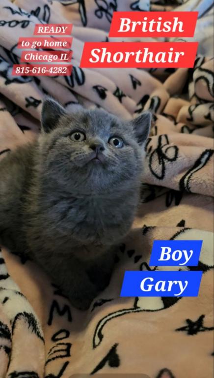 British Shorthair Kittens  Ready To Go Home Now photo 12