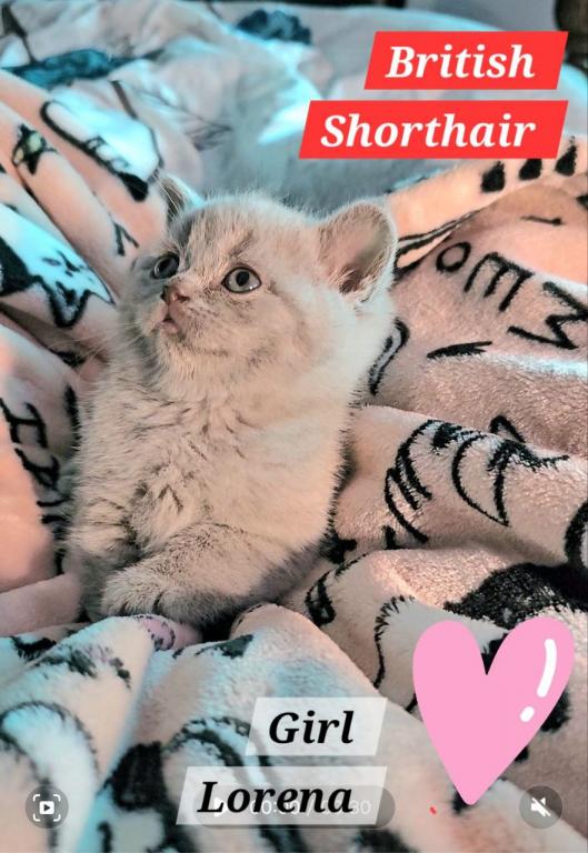 British Shorthair Kittens  Ready To Go Home Now photo 9
