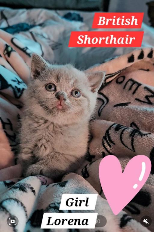 British Shorthair Kittens  Ready To Go Home Now photo 13