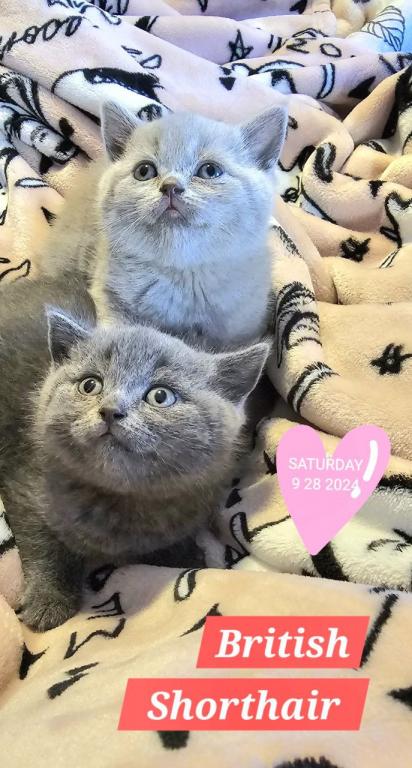 British Shorthair Kittens  Ready To Go Home Now photo 7
