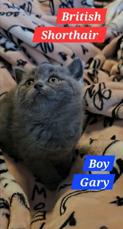 British Shorthair Kittens  Ready To Go Home Now photo 11
