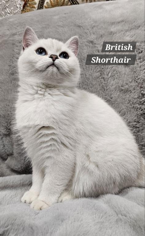British Shorthair Kittens  Ready To Go Home Now photo 3