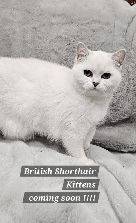 British Shorthair Kittens  Ready To Go Home Now photo 5