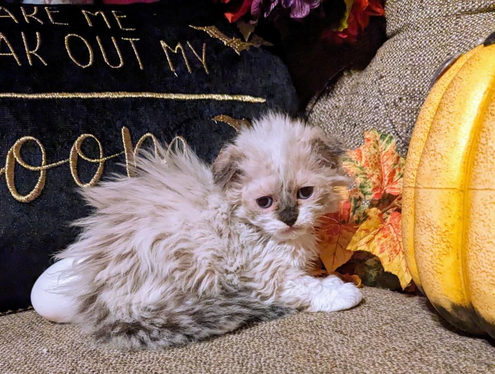Hootie And Dory Kittens photo 3