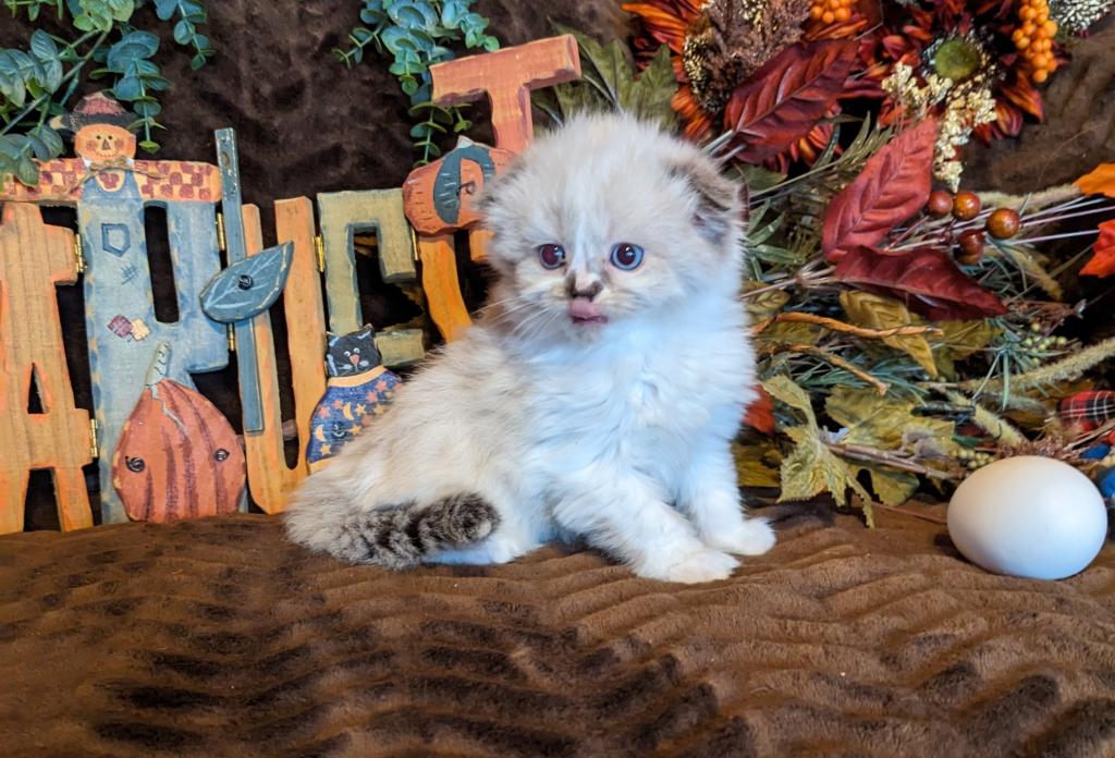 Hootie And Dory Kittens photo 2