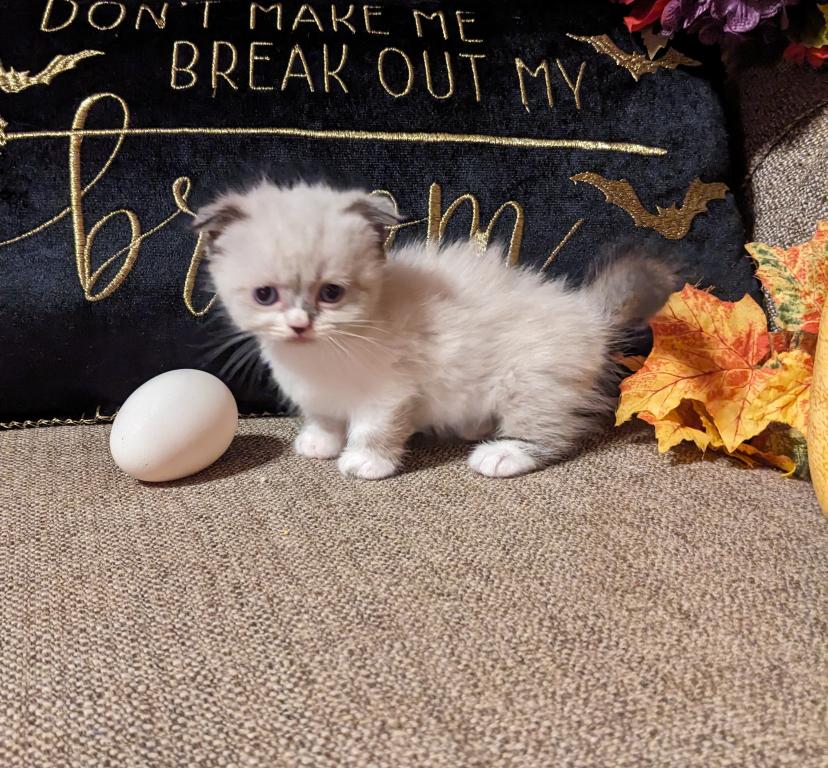 Hootie And Dory Kittens photo 1