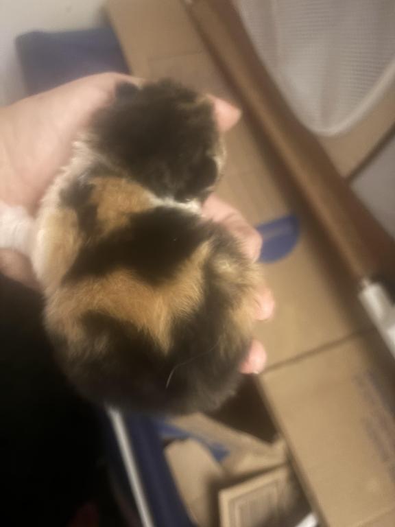 Beautiful Persian Kittens All Colors photo 3