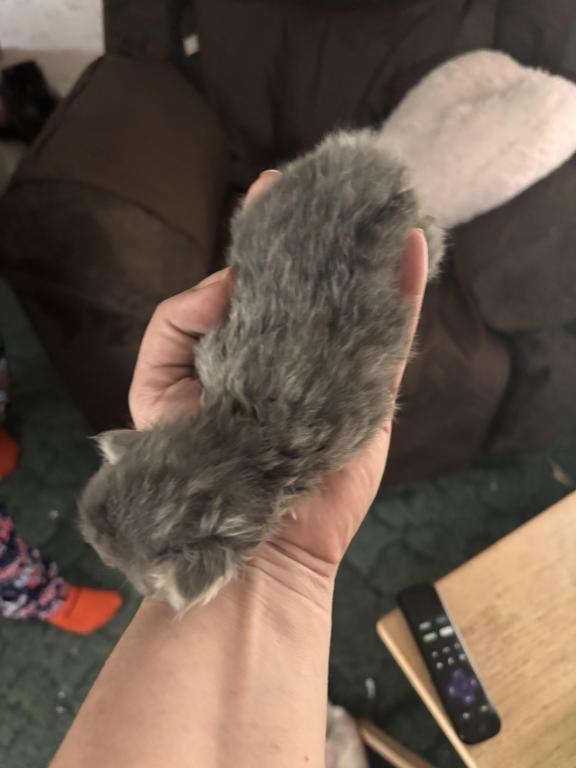 Beautiful Persian Kittens All Colors photo 9