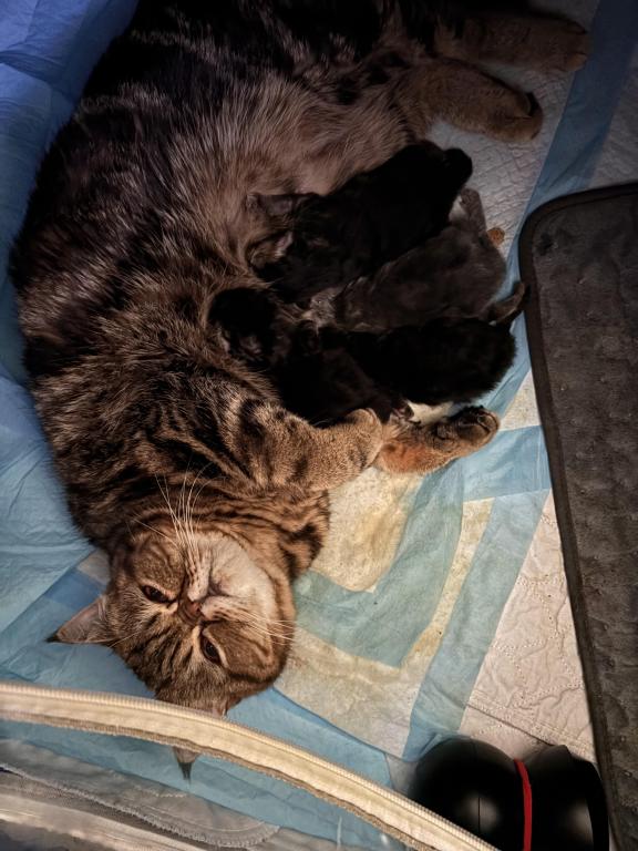 Beautiful Persian Kittens All Colors photo 8