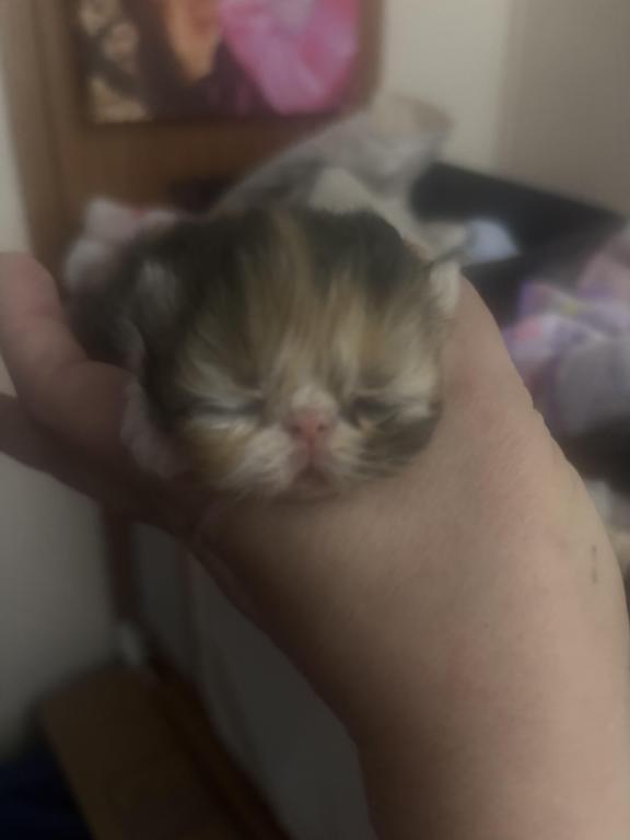 Beautiful Persian Kittens All Colors photo 2