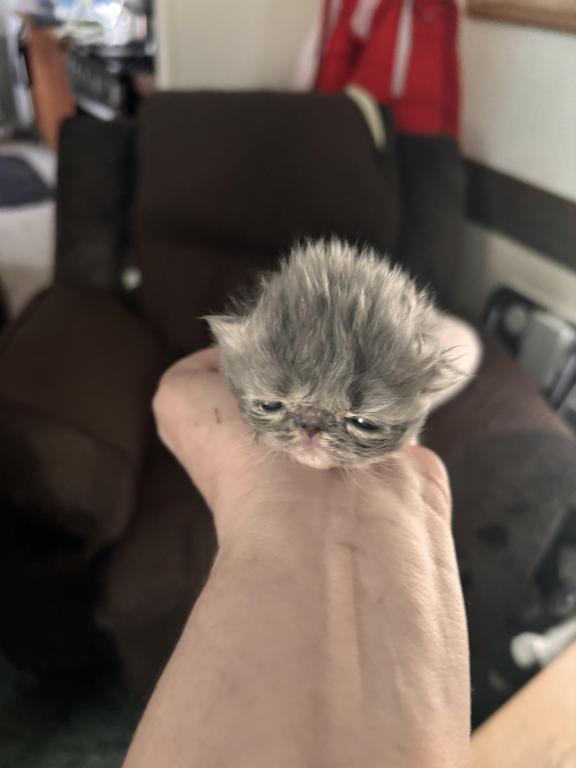 Beautiful Persian Kittens All Colors photo 11
