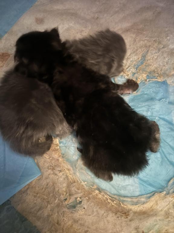 Beautiful Persian Kittens All Colors photo 5