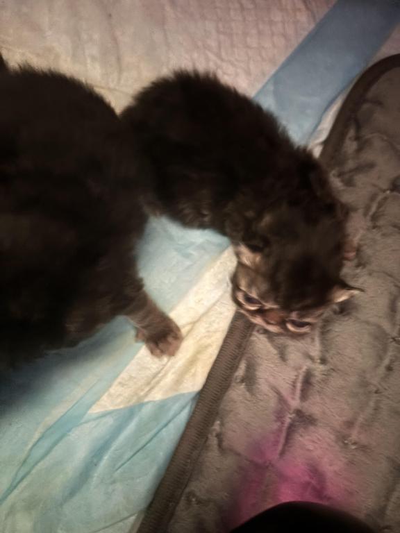 Beautiful Persian Kittens All Colors photo 7