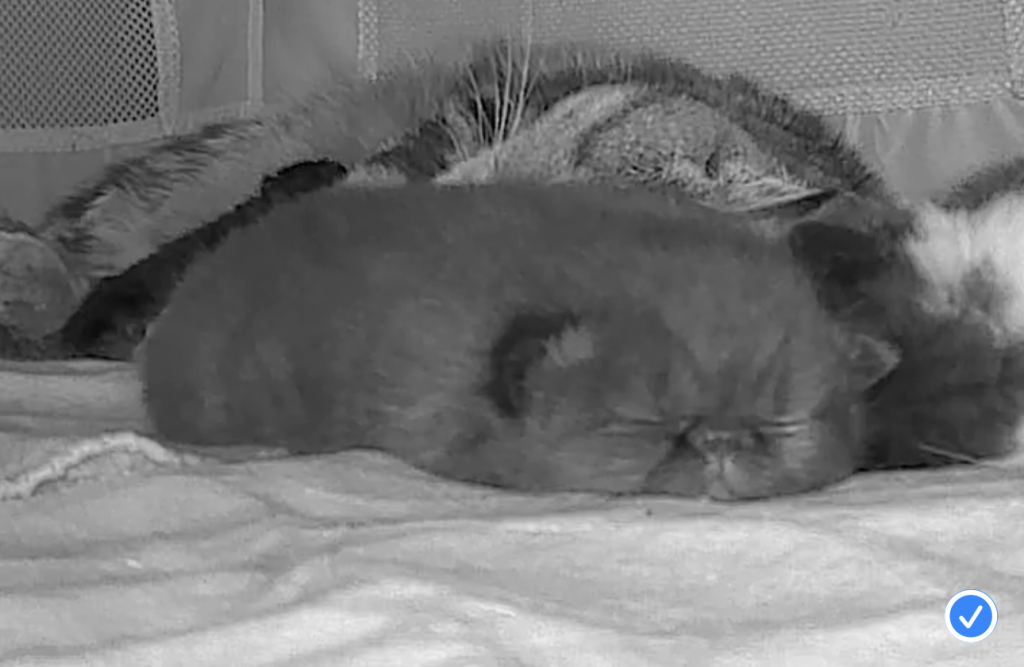 Beautiful Persian Kittens Solid Black All Colors photo 1