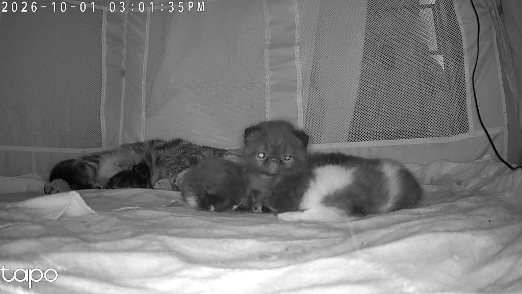 Beautiful Persian Kittens Solid Black All Colors photo 2