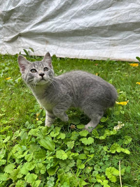 Bobtail Girl Fluffy Kittens photo 2
