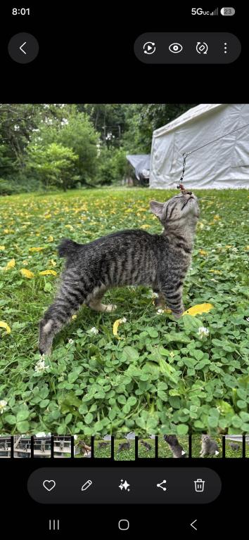 Bobtail Girl photo 9