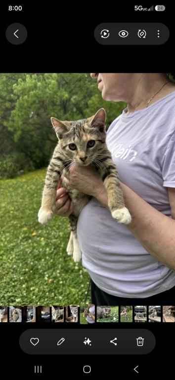 Bobtail Girl photo 3
