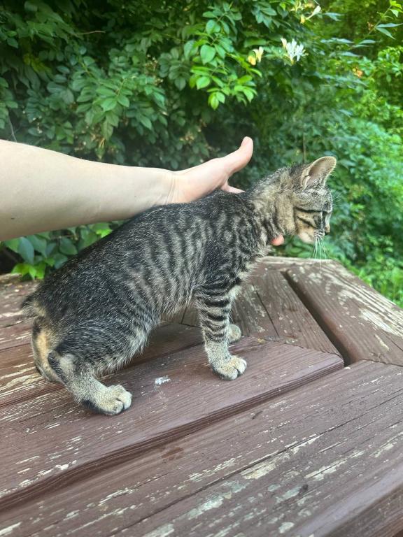 Bobtail Girl