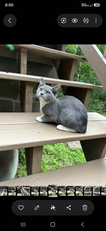 Bobtail Girl photo 7