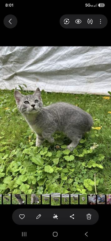 Bobtail Girl photo 8