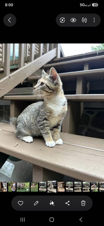 Bobtail Girl photo 2