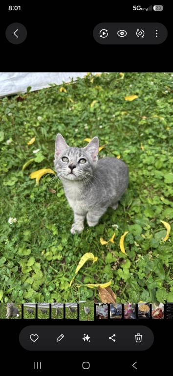 Bobtail Girl photo 11