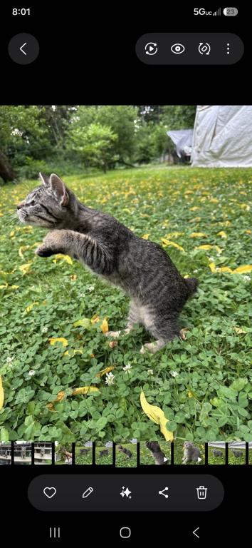 Bobtail Girl photo 10