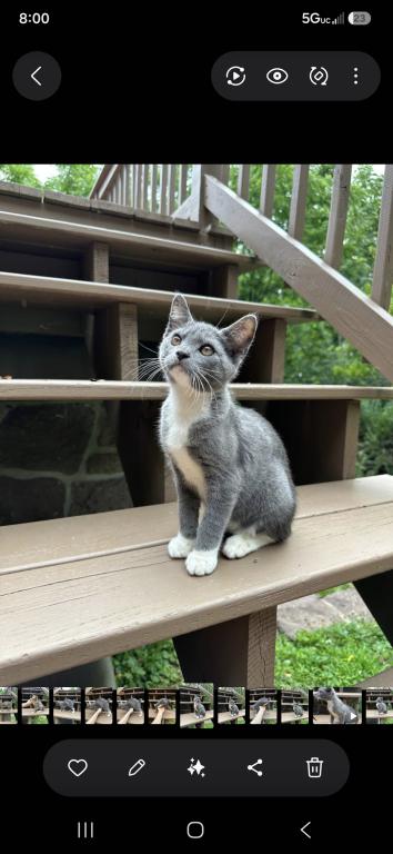 Bobtail Girl photo 5