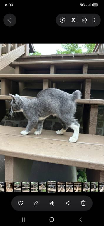 Bobtail Girl photo 6