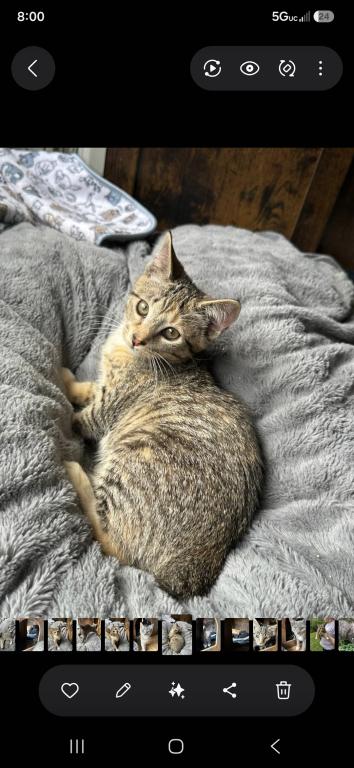 Bobtail Girl photo 4