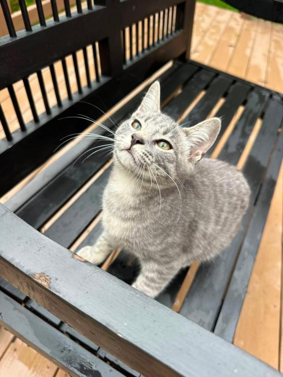 Grey Girl  American Bobtail Kitten photo 8