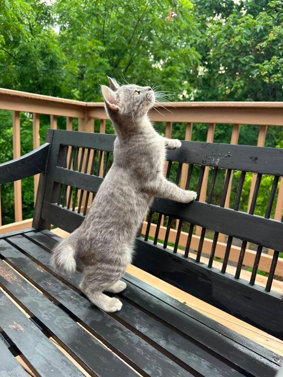 Grey Girl  American Bobtail Kitten photo 5