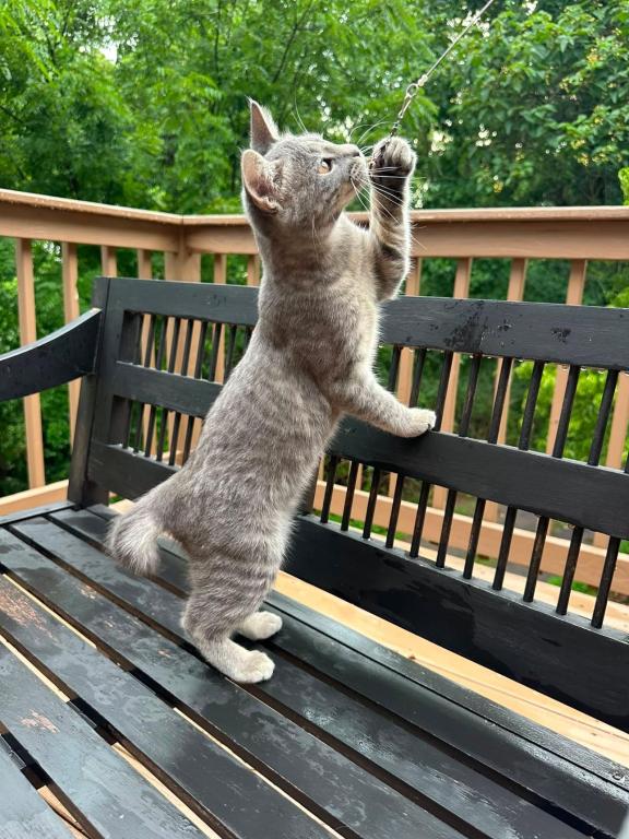 Grey Girl  American Bobtail Kitten photo 6