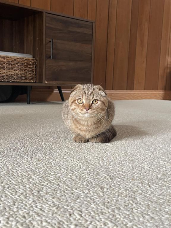 Luna photo 1