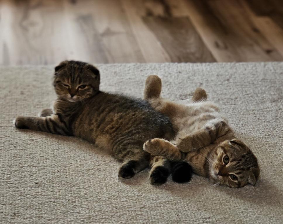 Luna photo 4