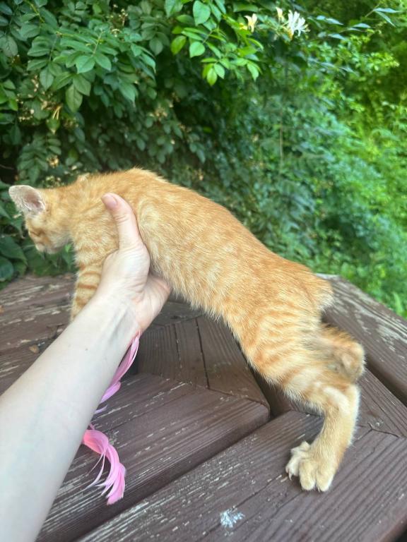Bobtail  Red Male photo 4