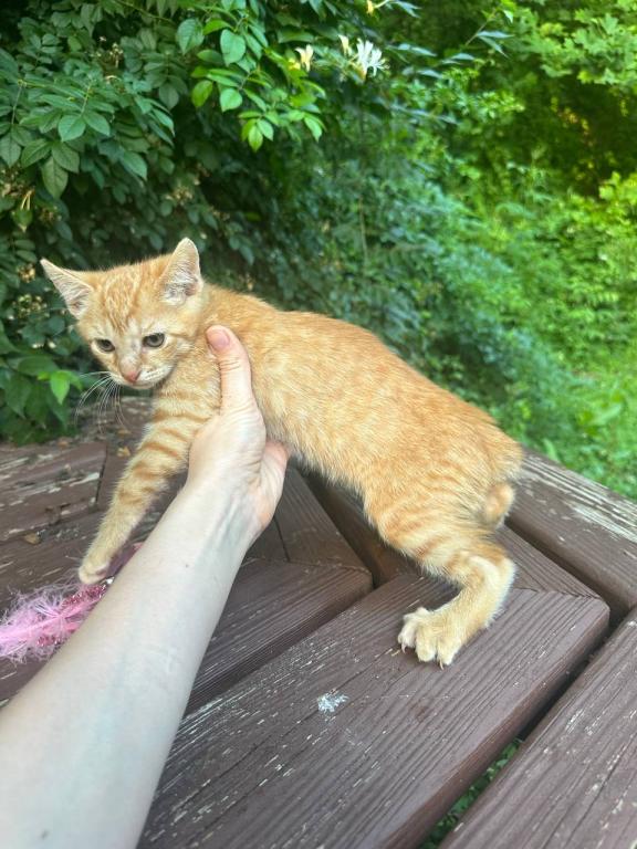 Bobtail  Red Male