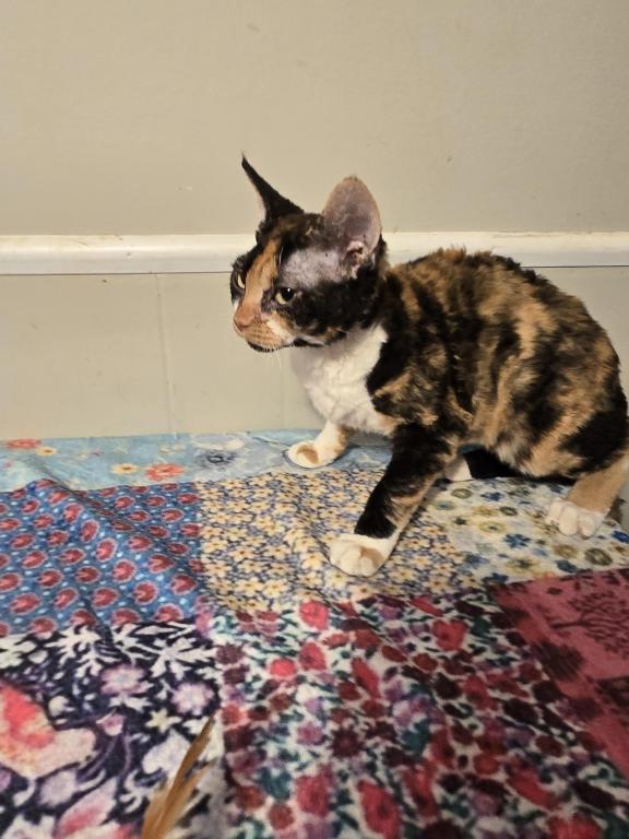 Patches photo 1