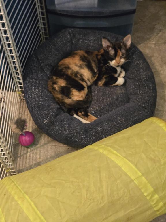 Patches photo 2