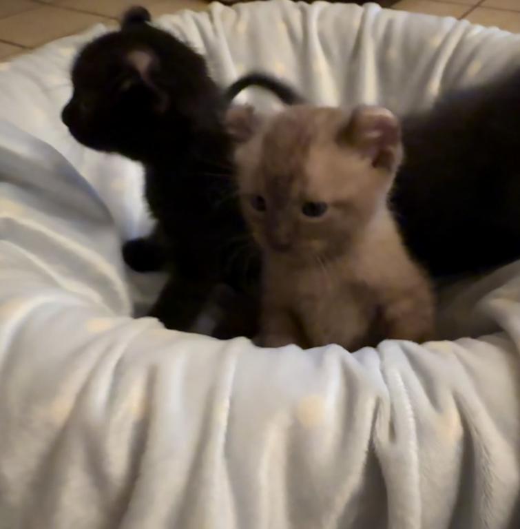 American Curl Kitties photo 7