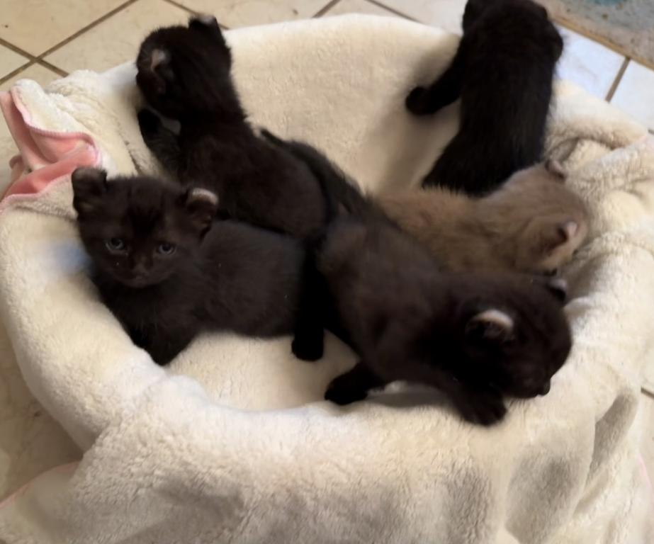 American Curl Kitties photo 9