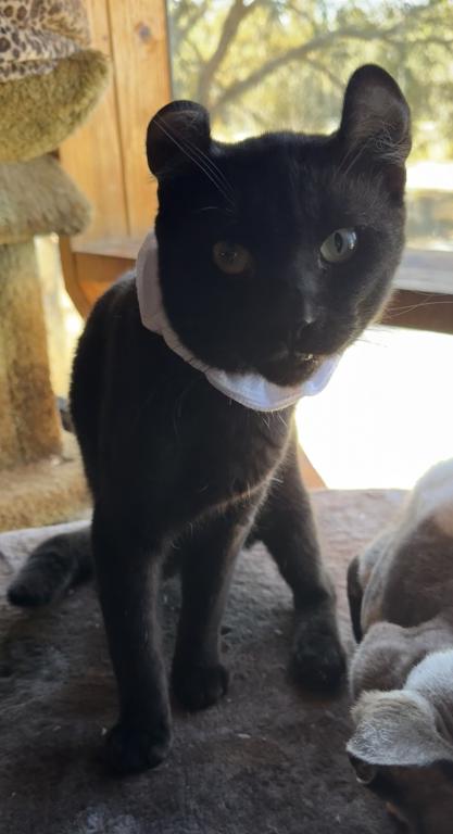 American Curl Kitties photo 4