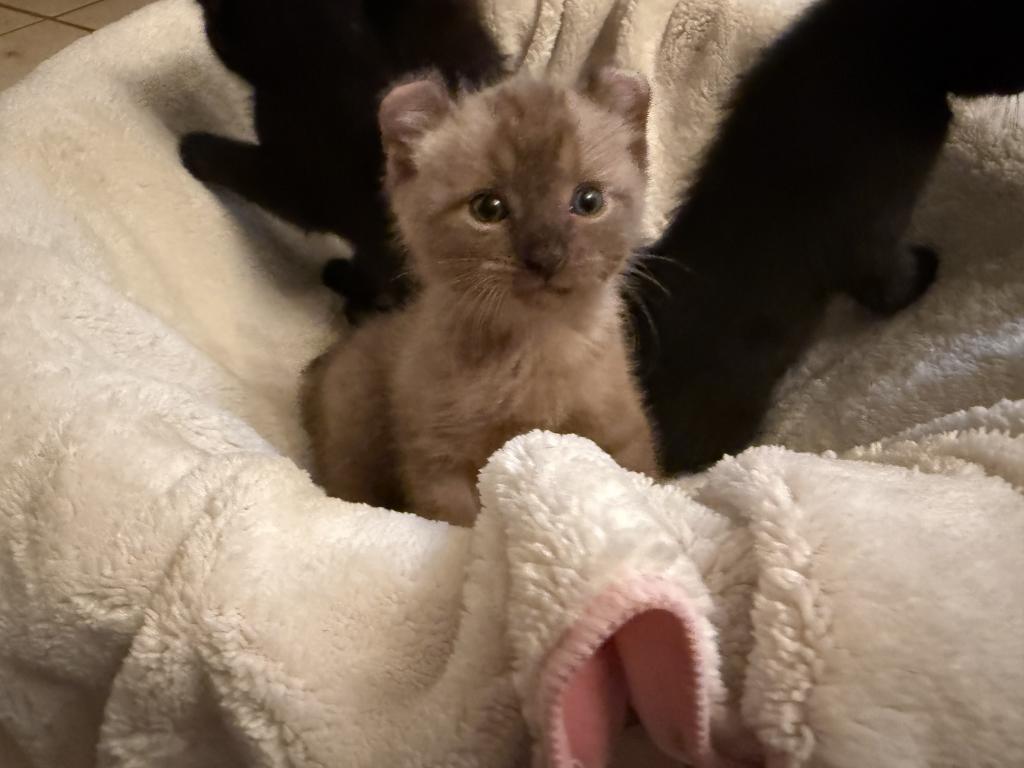 American Curl Kitties photo 8