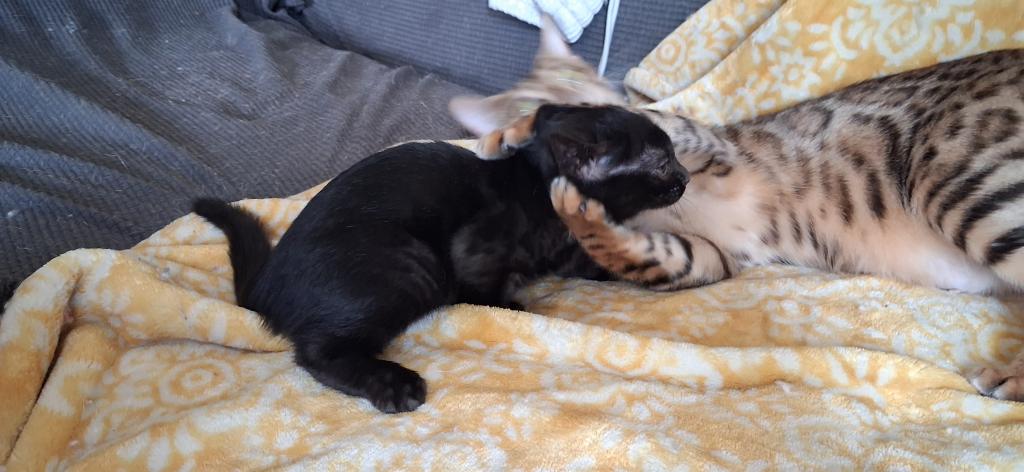 ADOPTED Banchee photo 3