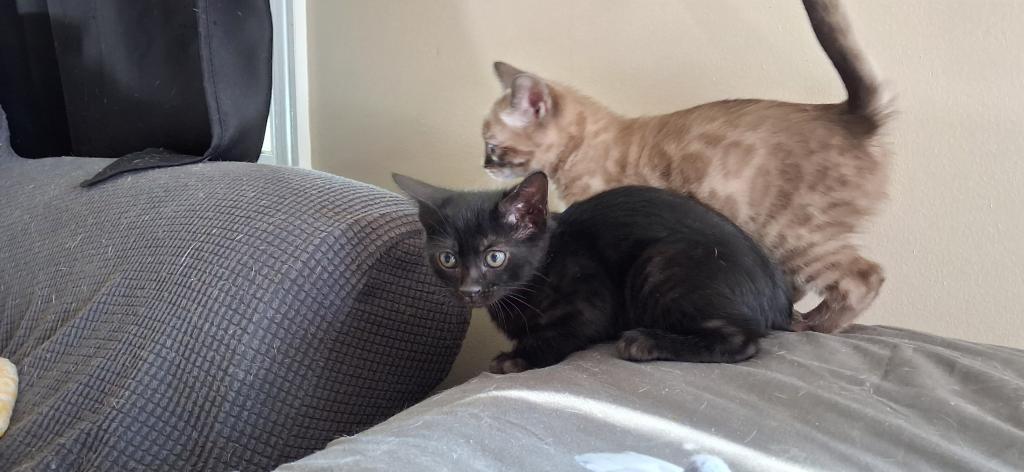 ADOPTED Banchee photo 5