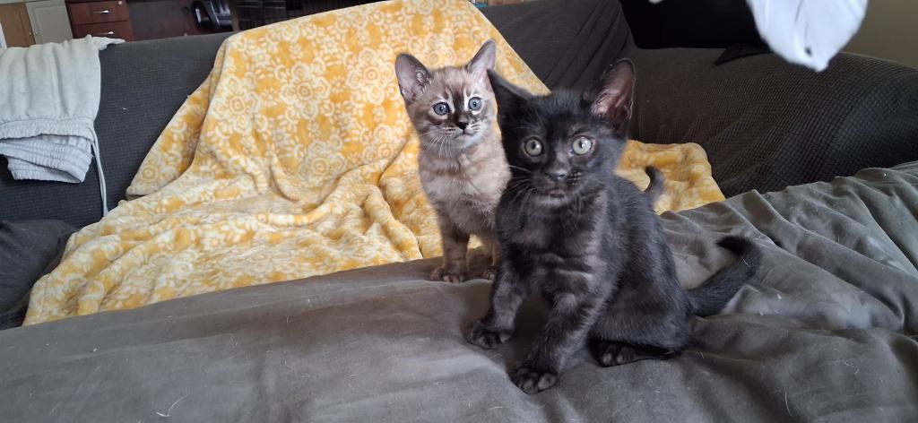 ADOPTED Banchee photo 6