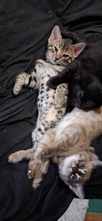 ADOPTED Banchee photo 1