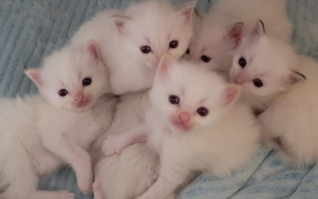 Christmas Kittens photo 2