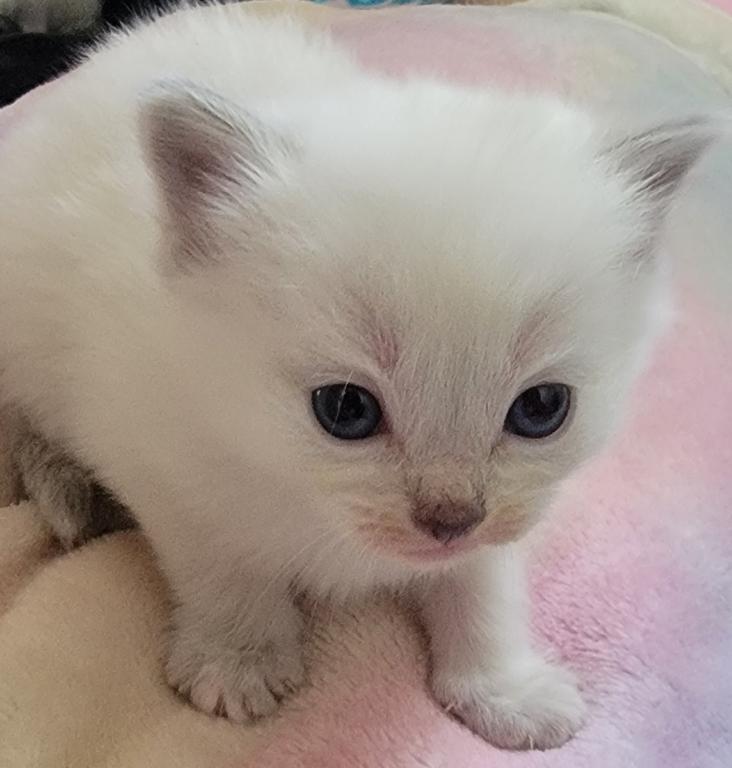 Christmas Kittens photo 3